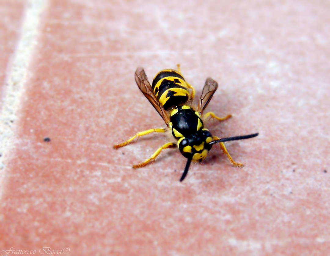 Operaia di Vespula germanica.