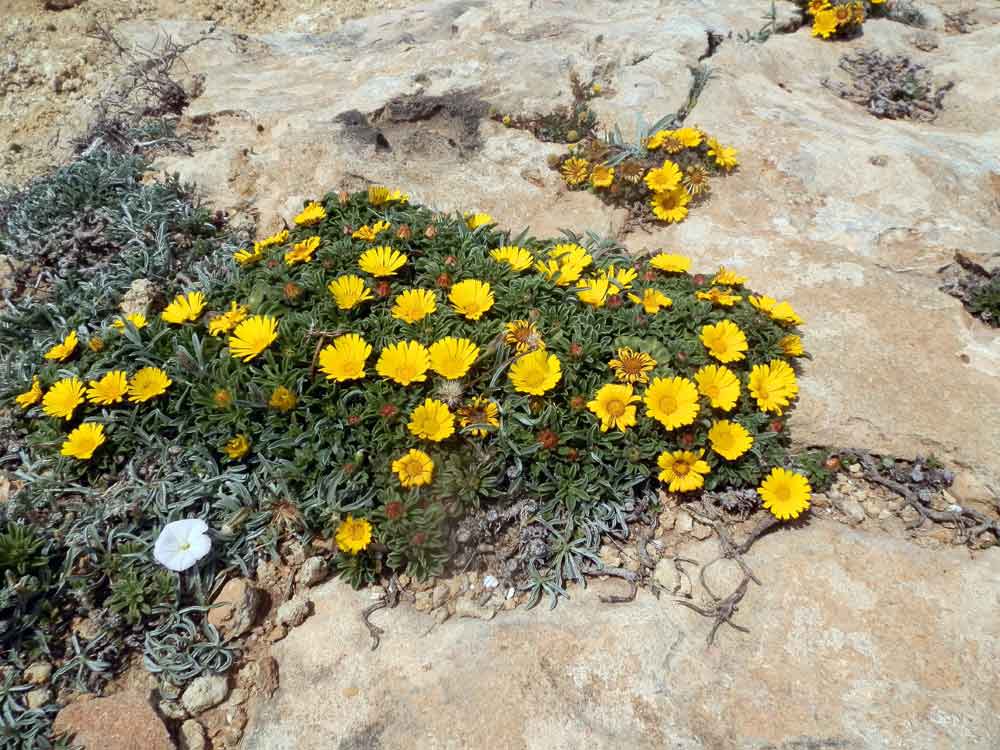 Pallenis maritima / Asterisco marittimo