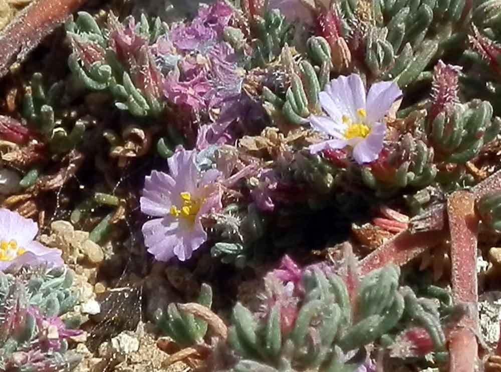 Sicilia - Frankenia hirsuta