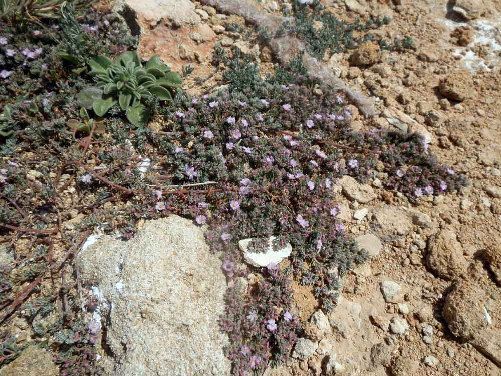 Sicilia - Frankenia hirsuta