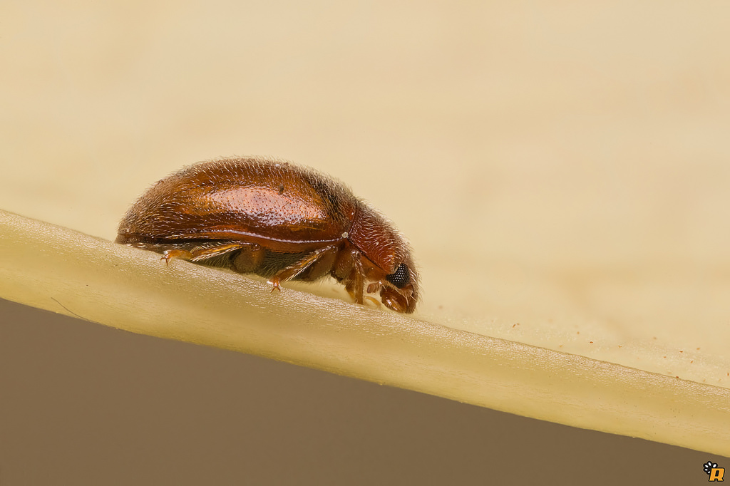 Rhizobius sp., Coccinellidae