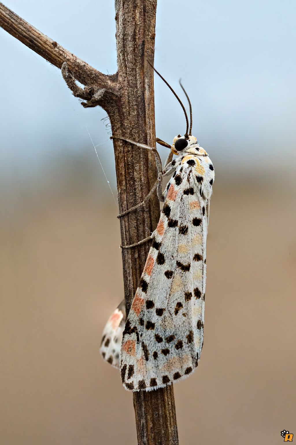 Falena da identificare - Utetheisa pulchella