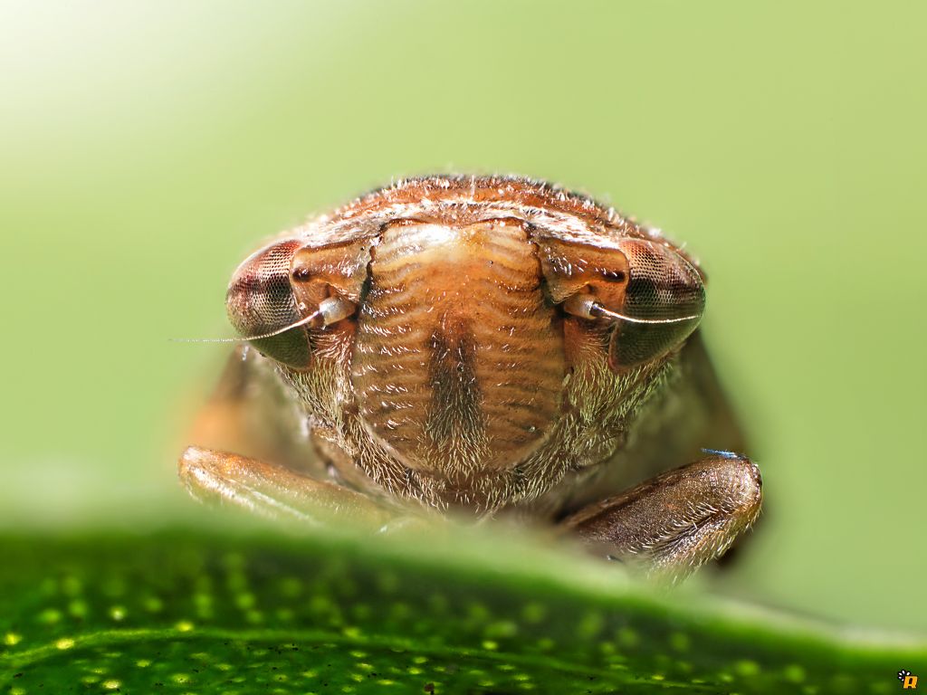 Hysteropterum sp.?Philaenus spumarius  Aphrophoridae