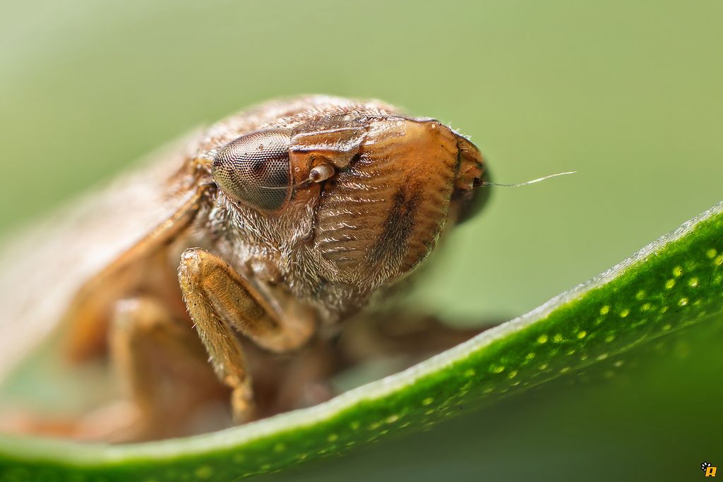 Hysteropterum sp.?Philaenus spumarius  Aphrophoridae