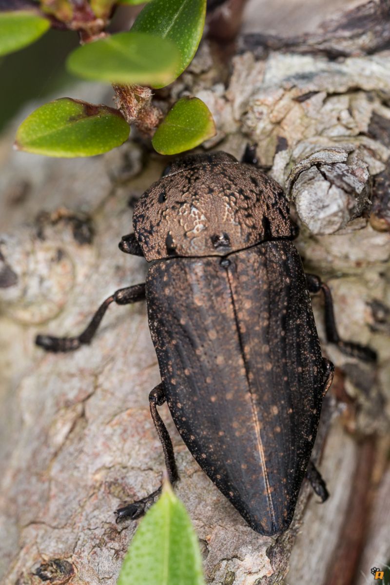 Capnodis tenebricosa