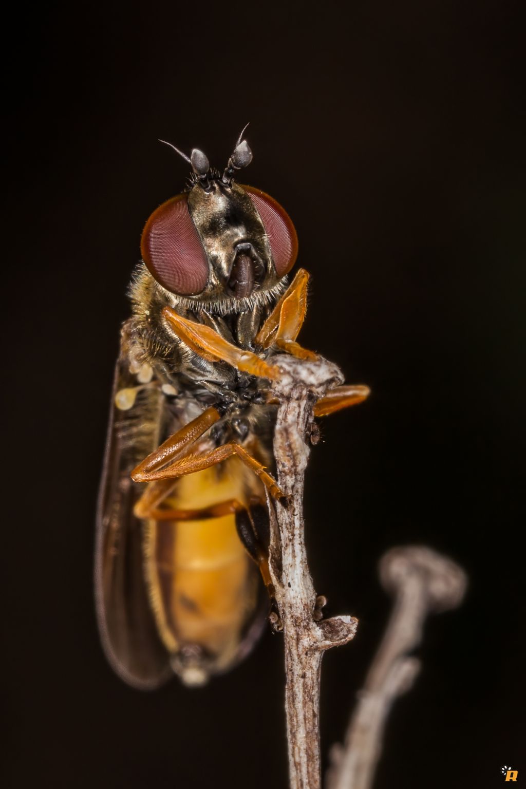 Sirfide? S. Platycheirus cfr fulviventris