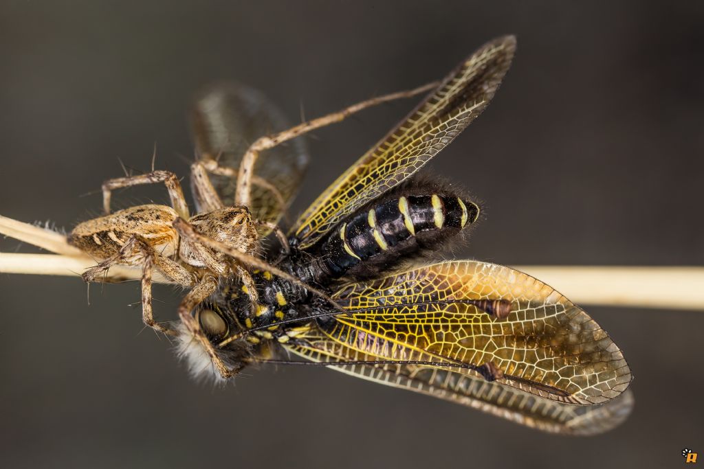 Oxyopes heterophthalmus mangia una Libelloides - Olbia (OT)