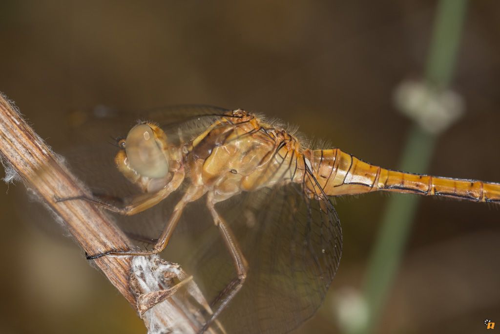 Libellula da identificare - Orthetrum coerulescens anceps