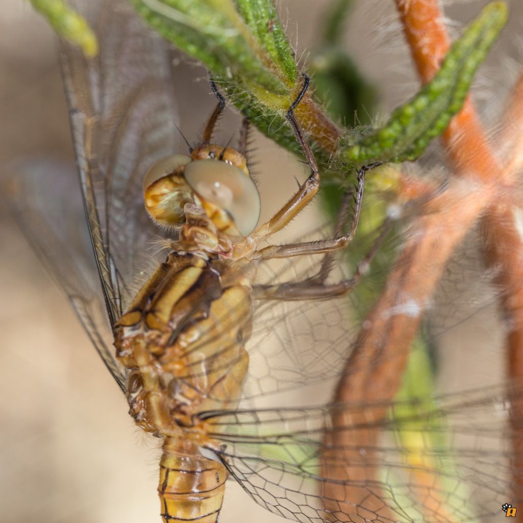 Libellula da identificare - Orthetrum coerulescens anceps