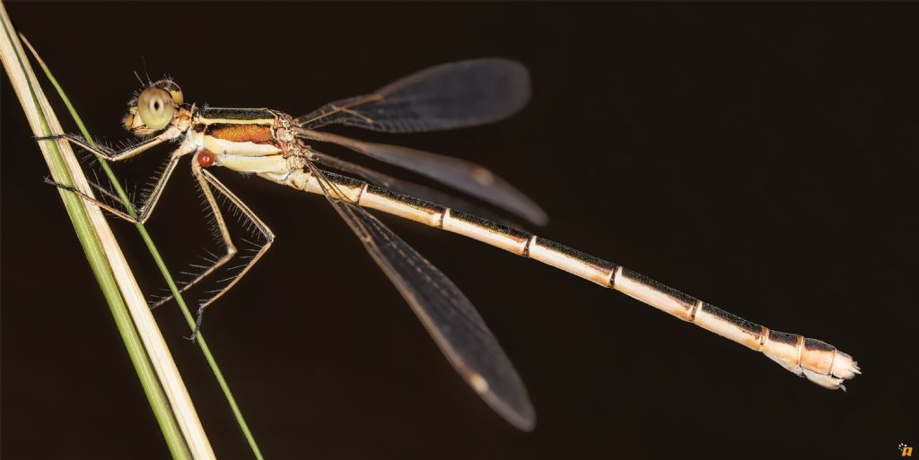 Damigella da identificare