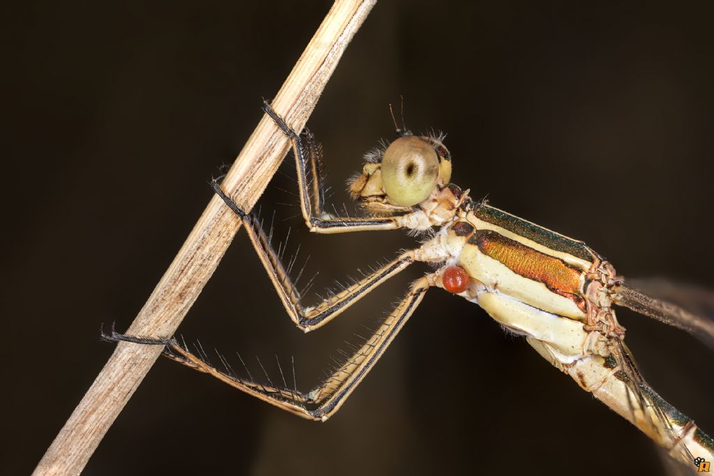 Damigella da identificare