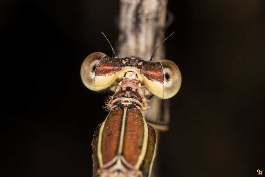 Damigella da identificare