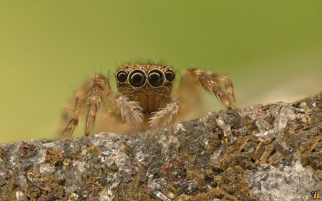 Altro Salticidae da identificare