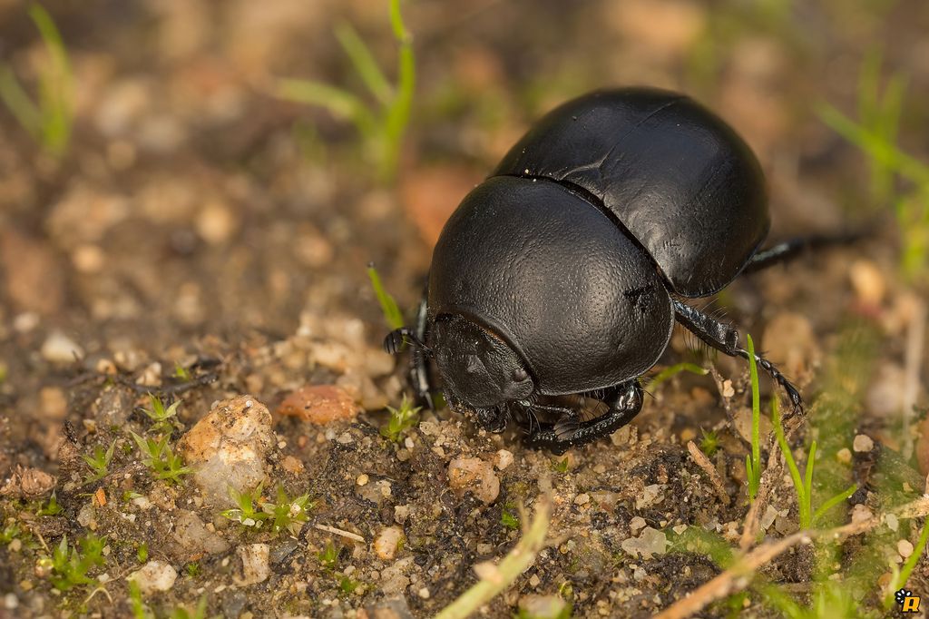 Thorectes intermedius, Geotrupidae