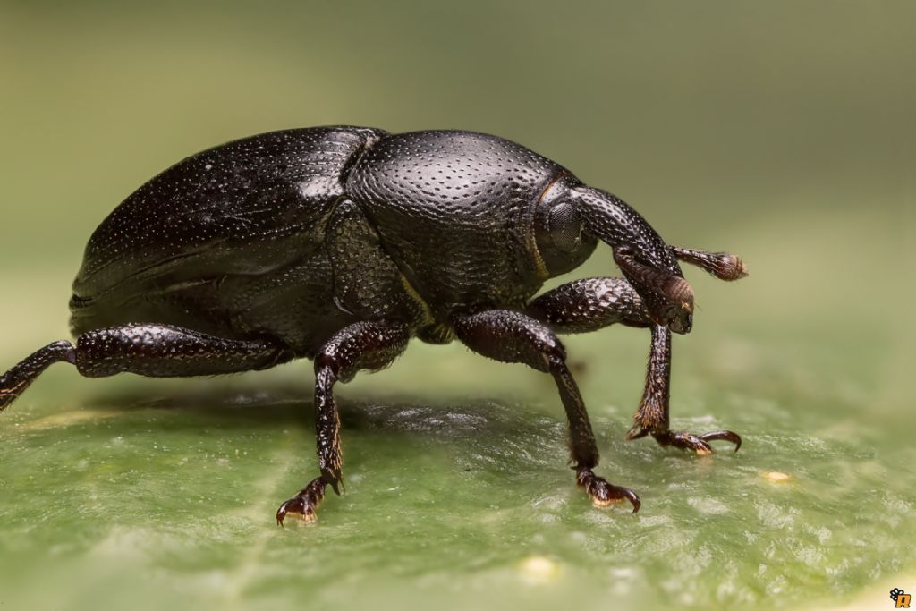 Curculionidae da identificare - Malvaevora timida