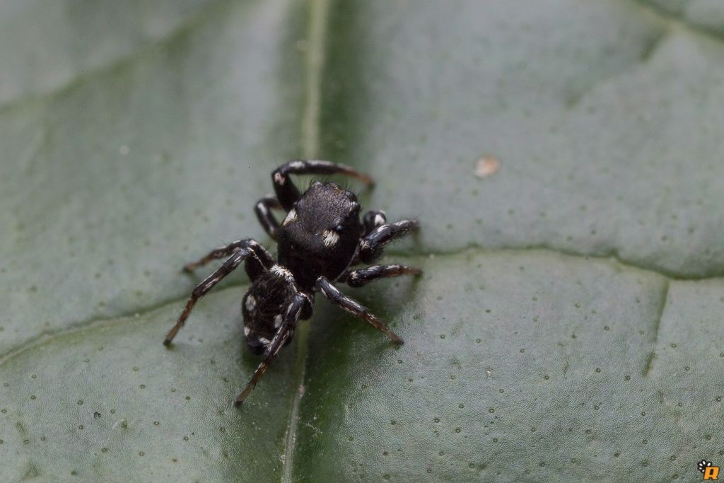 Heliophanus sp.  -  Olbia (OT)