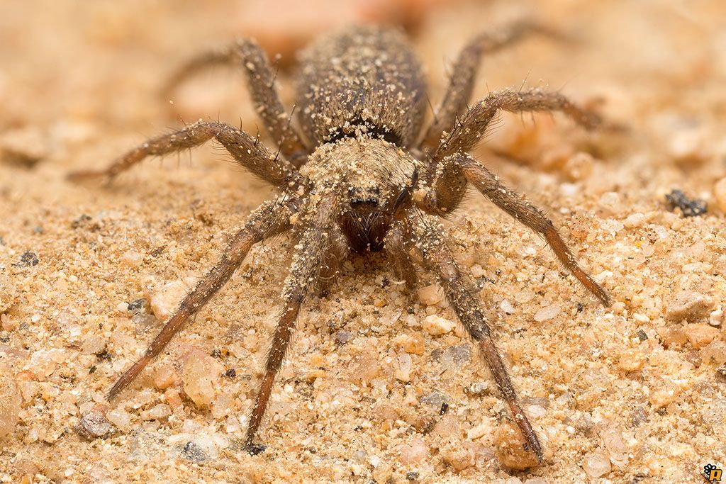 Gnaphosidae: Nomisia sp. - Olbia (OT)