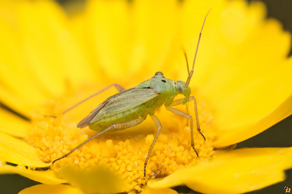 Miridae: Closterotomus norwegicus