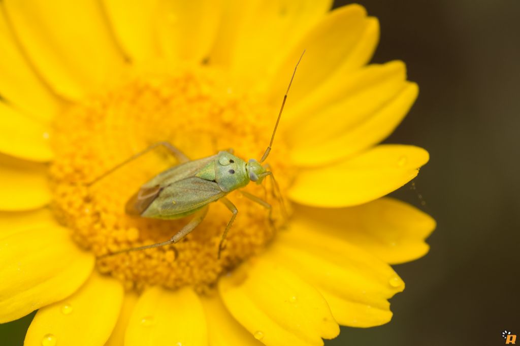 Miridae: Closterotomus norwegicus