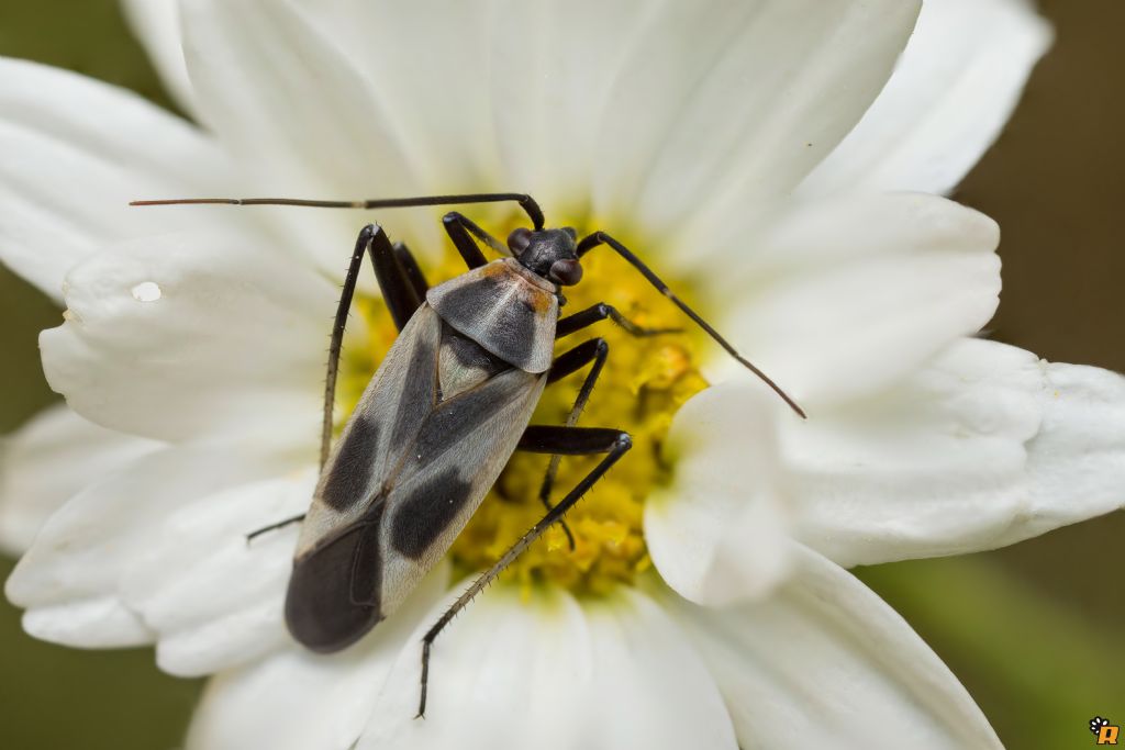 Miridae: Calocoris nemoralis