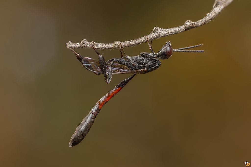 Sphecidae da identificare. No, Gasteruptiidae