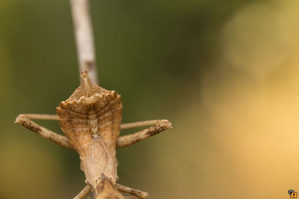 Mantodea: Ameles spallanzania (Mantidae)