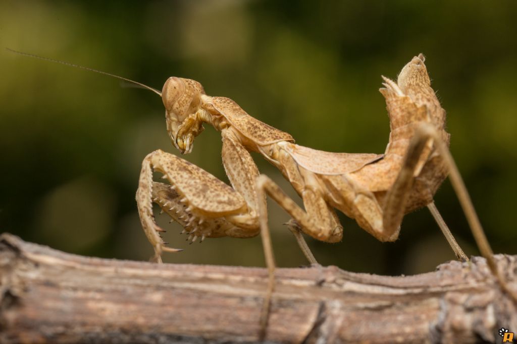 Mantodea: Ameles spallanzania (Mantidae)