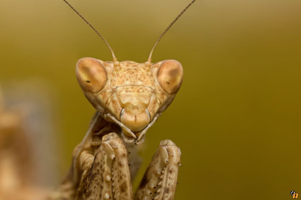 Mantodea: Ameles spallanzania (Mantidae)