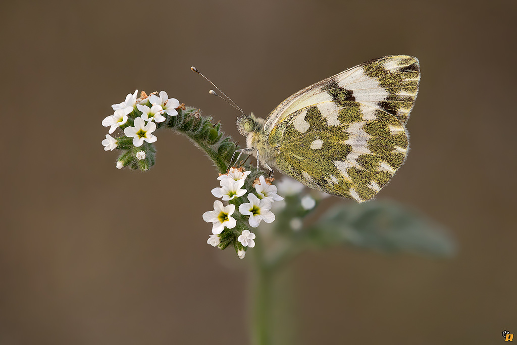 Pontia da identificare - Pontia daplidice