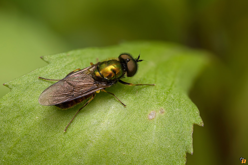 Chloromyia formosa, maschio (Stratiomyidae)