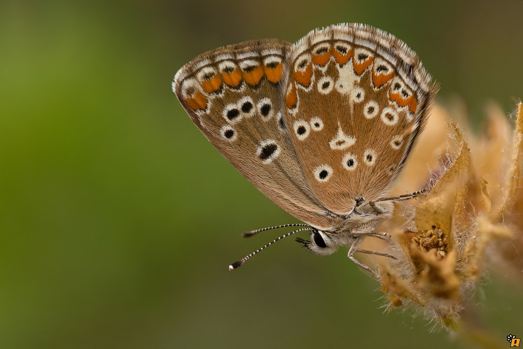 Aricia agestis - Richiesta conferma ID