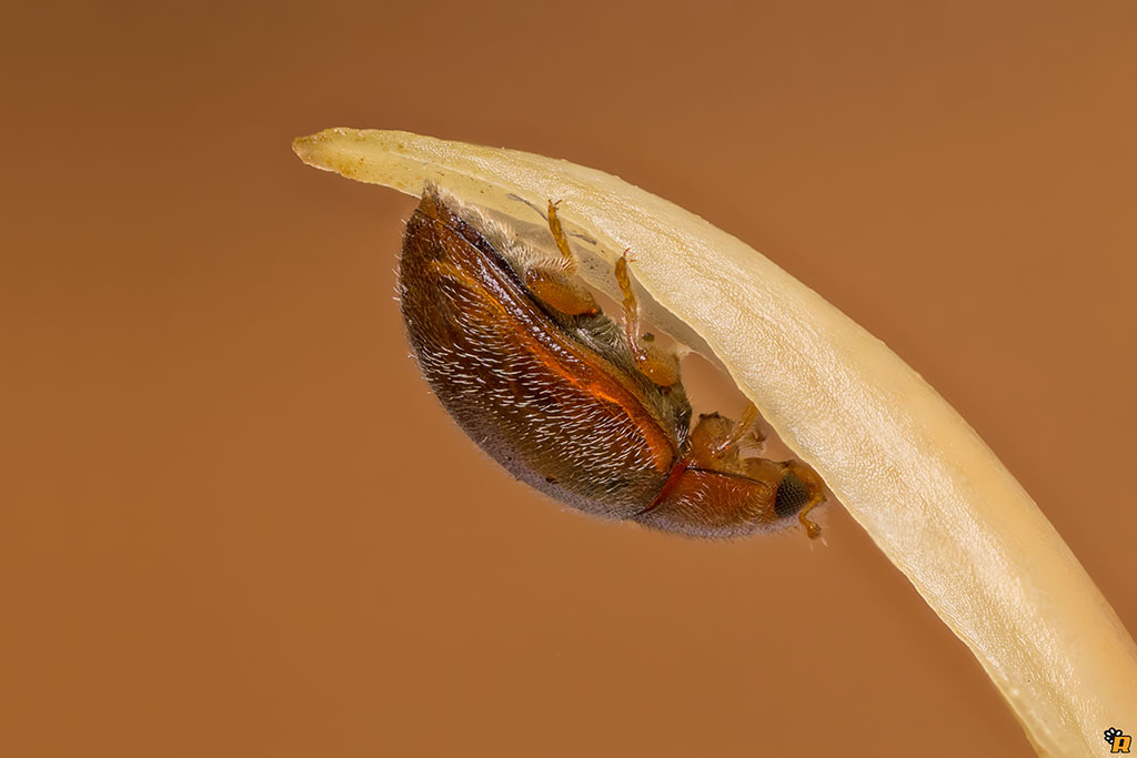 Rhizobius sp., Coccinellidae