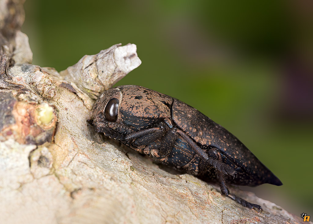 Capnodis tenebricosa