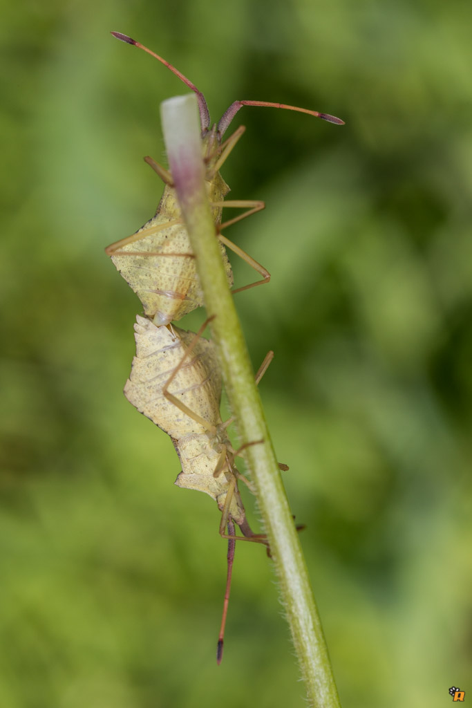 Coreidae: Syromastus rhombeus della Sardegna