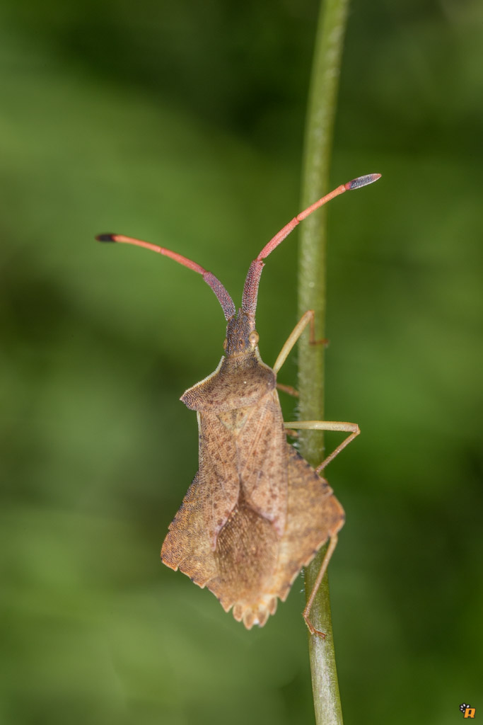 Coreidae: Syromastus rhombeus della Sardegna