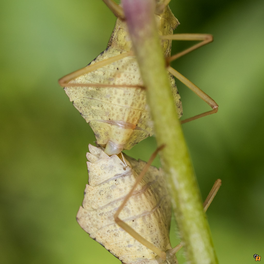 Coreidae: Syromastus rhombeus della Sardegna