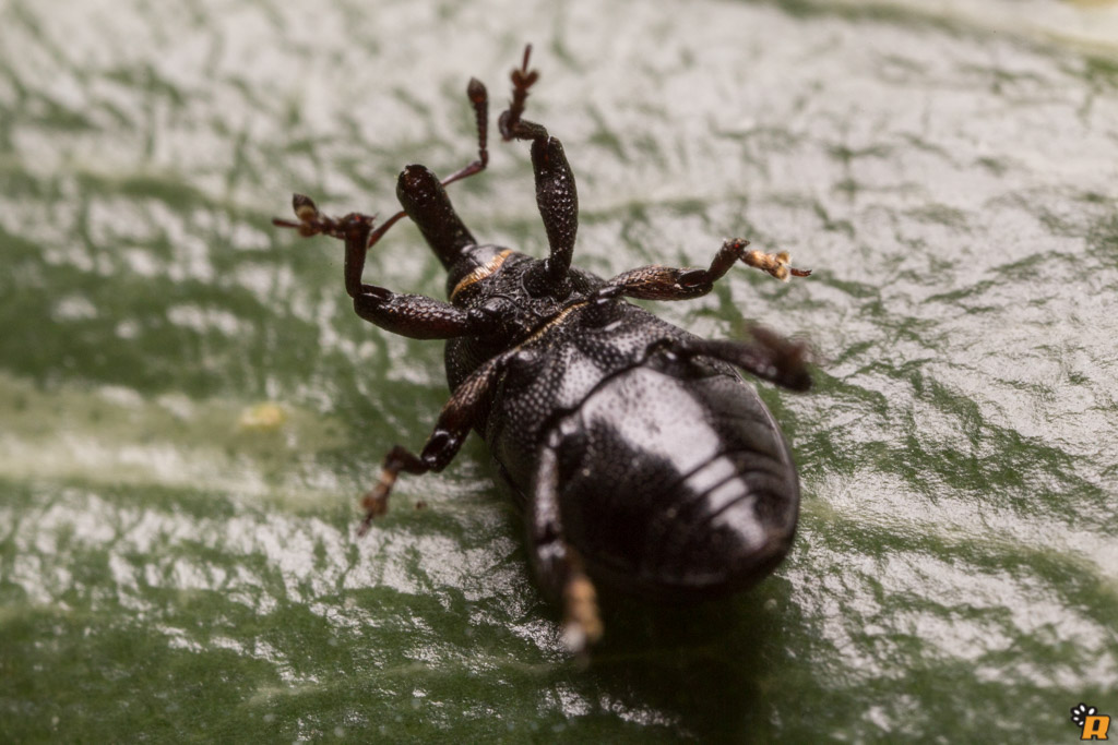 Curculionidae da identificare - Malvaevora timida