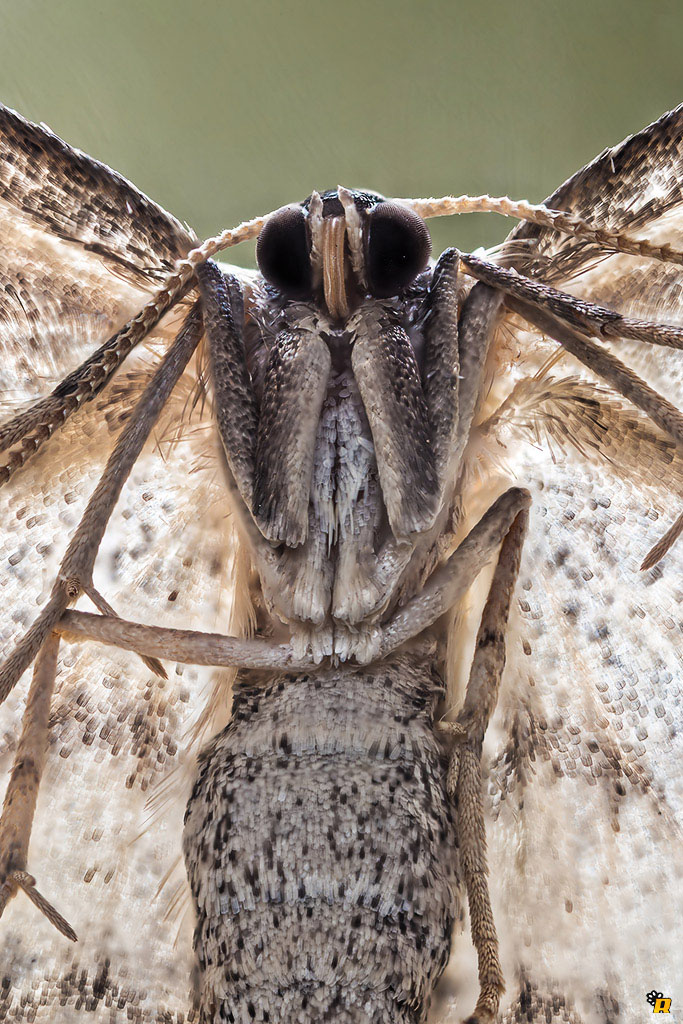 Falena da identificare