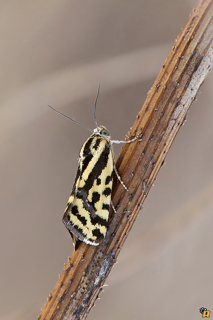 Falena da identificare - Acontia (Emmelia) trabealis