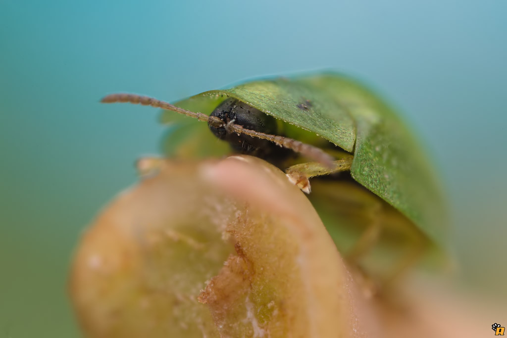 Cassida sp. (Chrysomelidae)