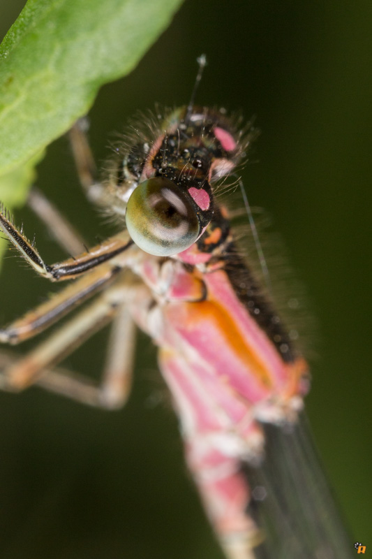 Damigella da identificare - Ischnura genei