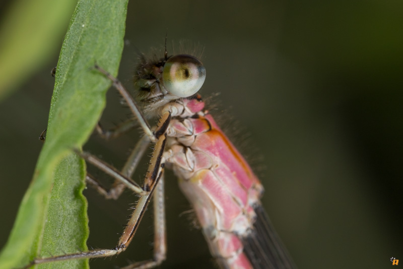 Damigella da identificare - Ischnura genei