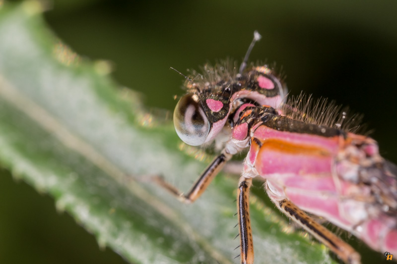 Damigella da identificare - Ischnura genei