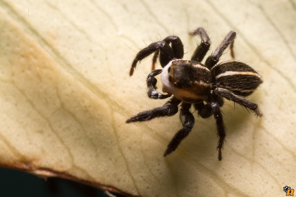 Phlegra bresnieri - Olbia (OT)