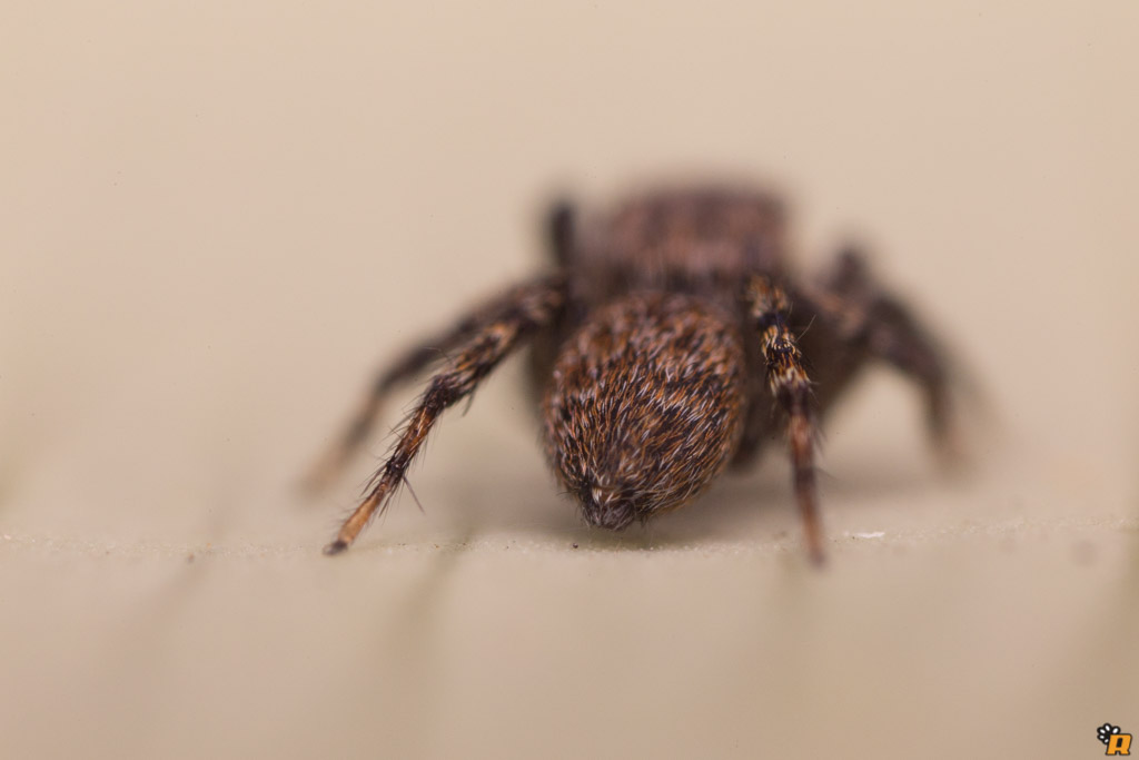 Euophrys rufibarbis - Olbia (OT)