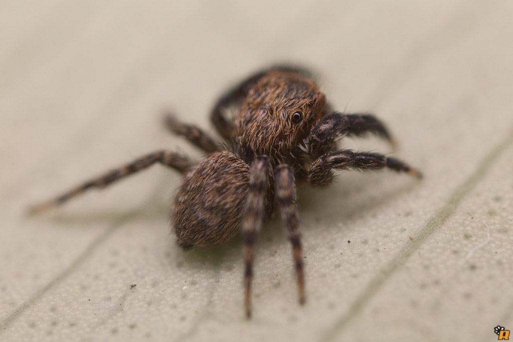 Euophrys rufibarbis - Olbia (OT)