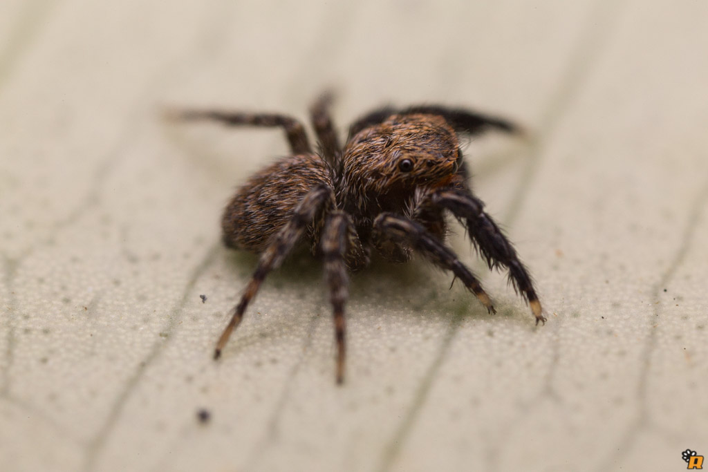 Euophrys rufibarbis - Olbia (OT)