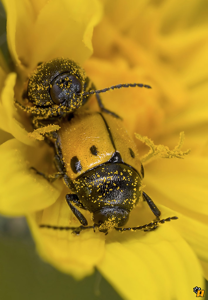 Cryptocephalus rugicollis (cf.)