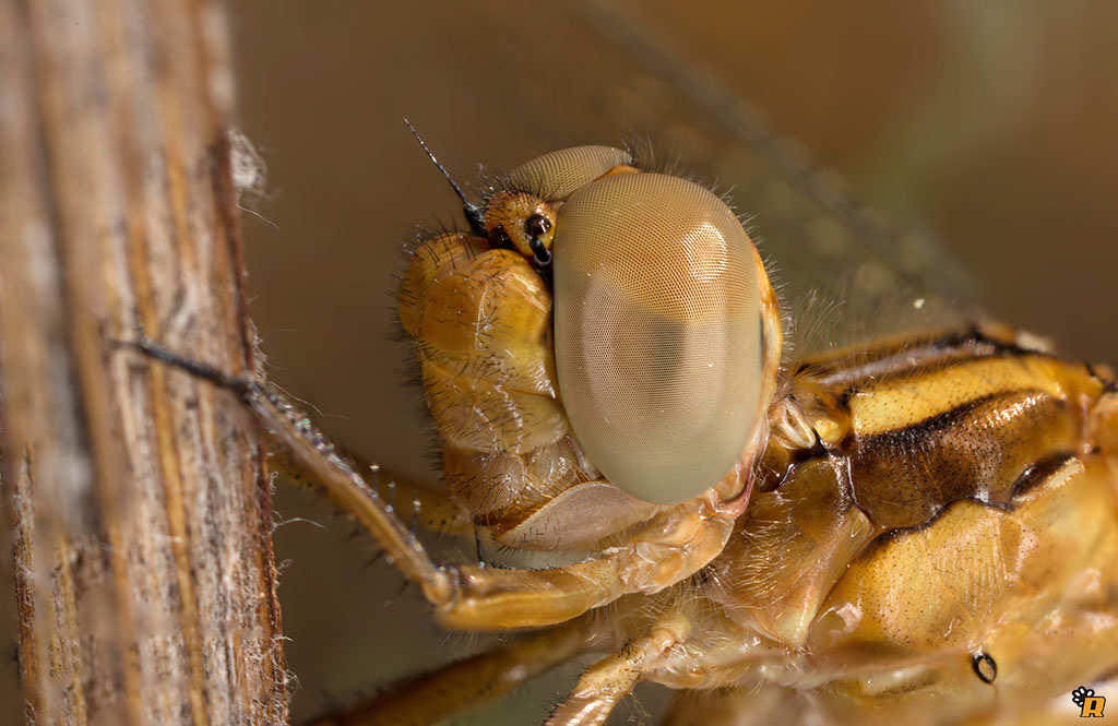 Libellula da identificare - Orthetrum coerulescens anceps