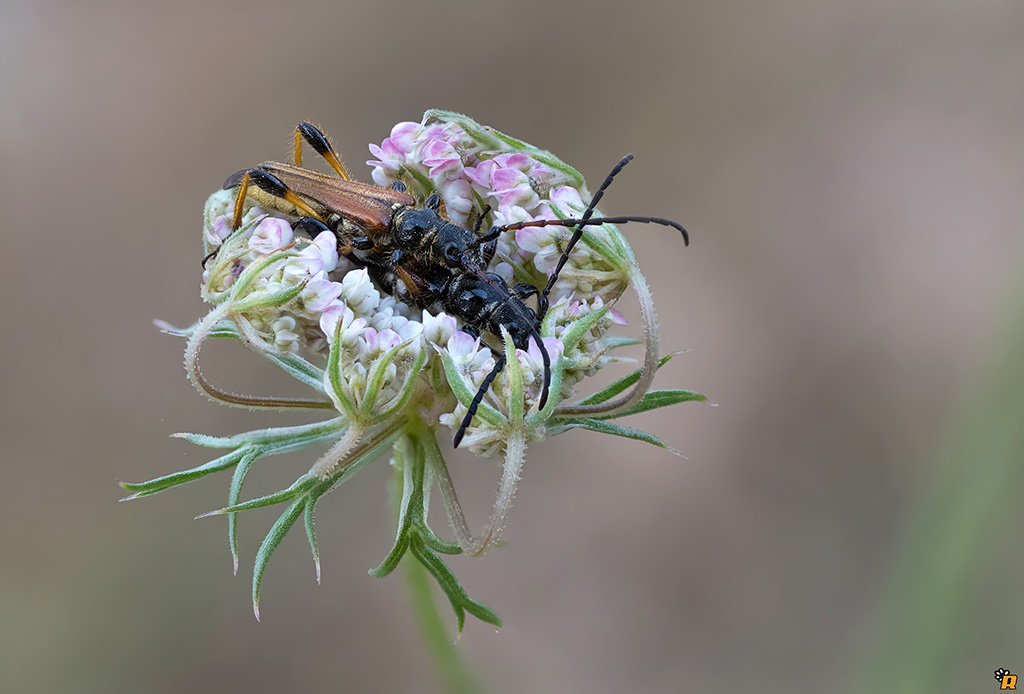 Coppia di Stenopterus ater  (Cerambycidae)